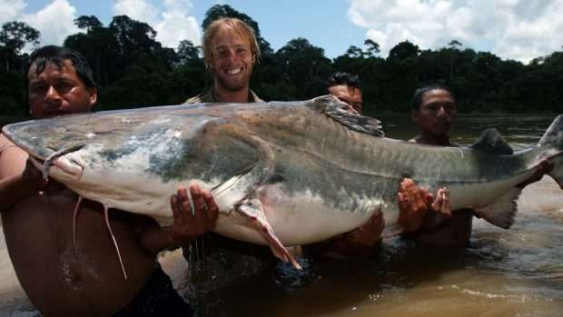 The Giant Catfish That Eats Humans - KnowledgeNuts