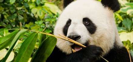 Pandas Have The Digestive Systems Of Carnivores - KnowledgeNuts