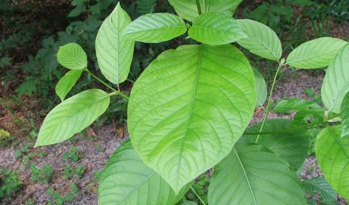 Kratom, The Magical Leaf Drug Of Thailand