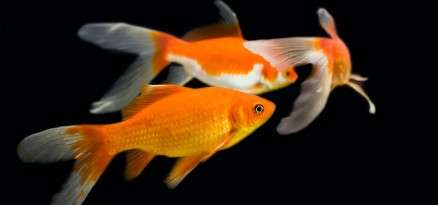breeding telescope goldfish