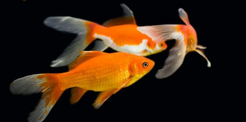 What's the difference between koi and goldfish? 4 factors to