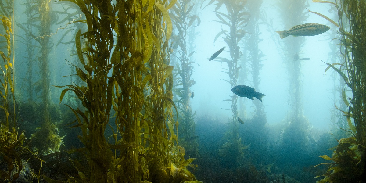 The Difference Between Seaweed And Kelp 