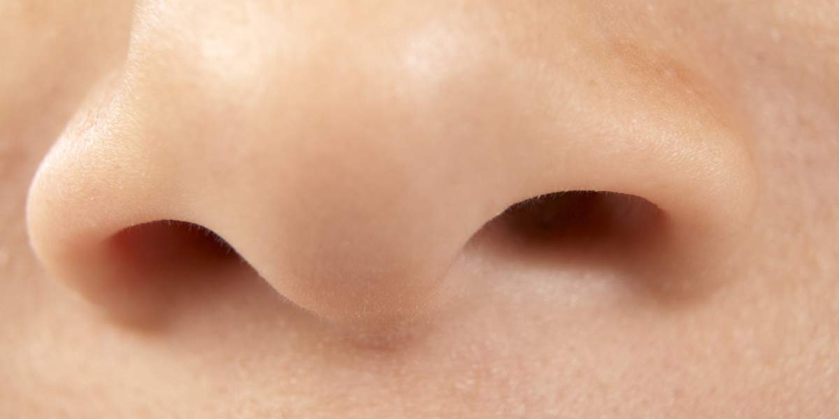 Image result for nostrils images