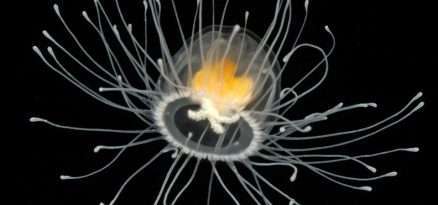 Immortal Jellyfish