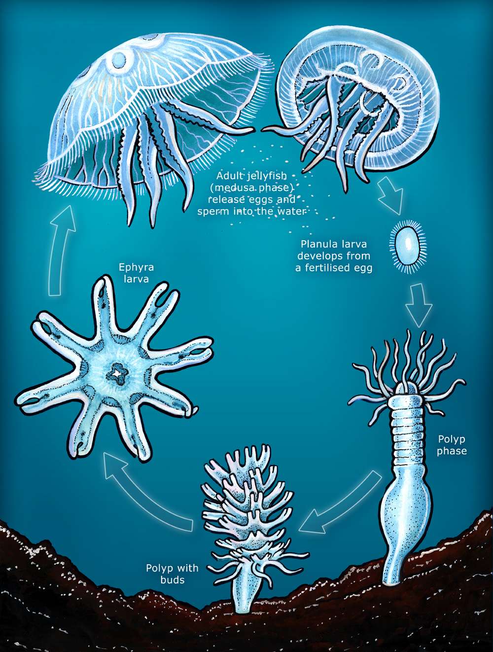 TurritopsisDohrnii Jellyfish