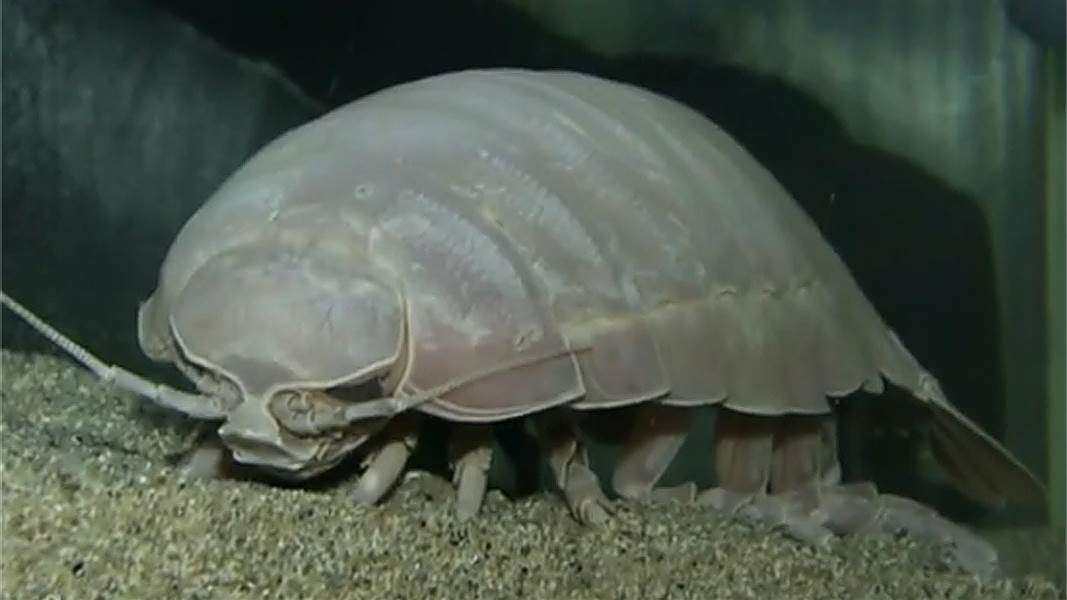 Giant Isopod Disturbing Creatures of Our World