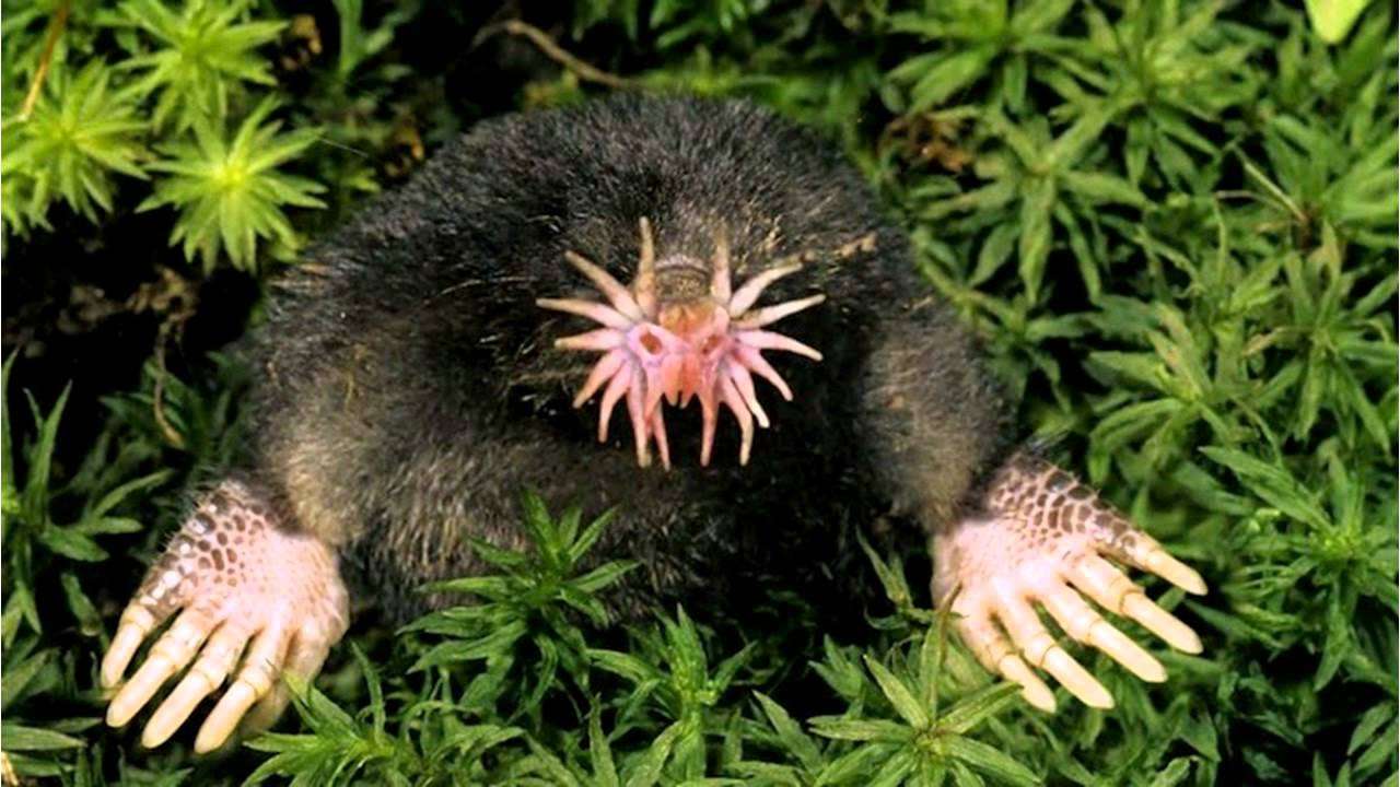 Star Nosed Mole Disturbing Creatures of Our World