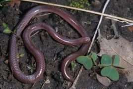 Texas blind snakes Amazing Facts