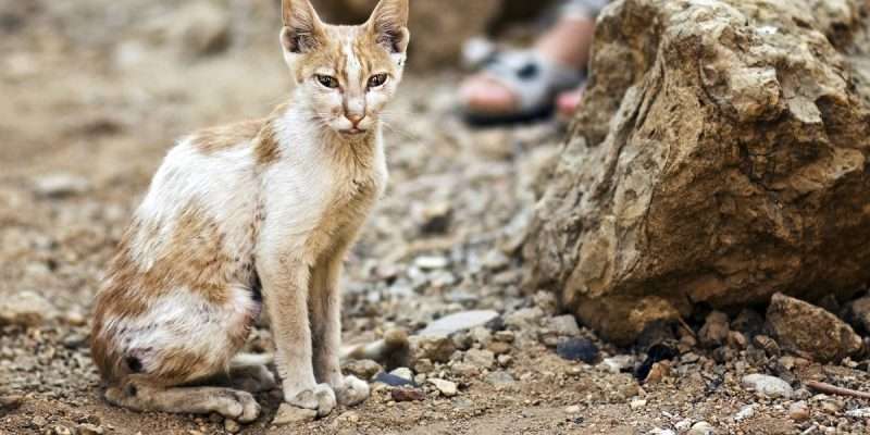 Cats Weren’t Domesticated In Egypt Cats Weren't Domesticated In Egypt