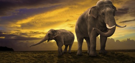 The Bizarre Plan To Reintroduce Elephants & Lions To North America The Bizarre Plan To Reintroduce Elephants & Lions To North America